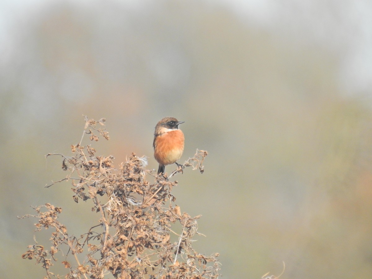 European Stonechat - ML644368722