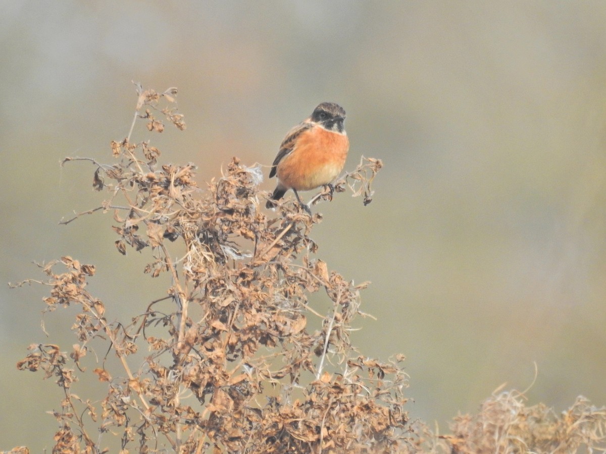 European Stonechat - ML644368723