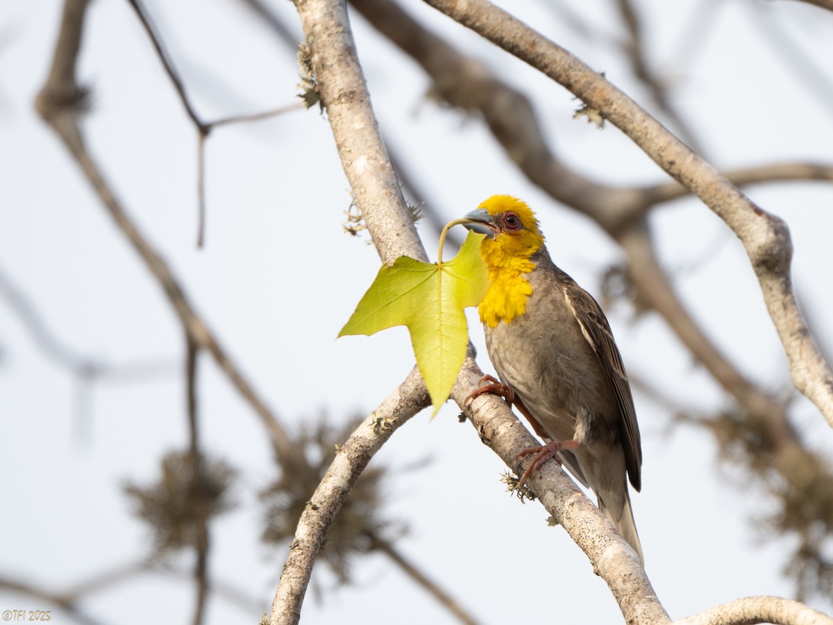 Sakalava Weaver - ML644368733