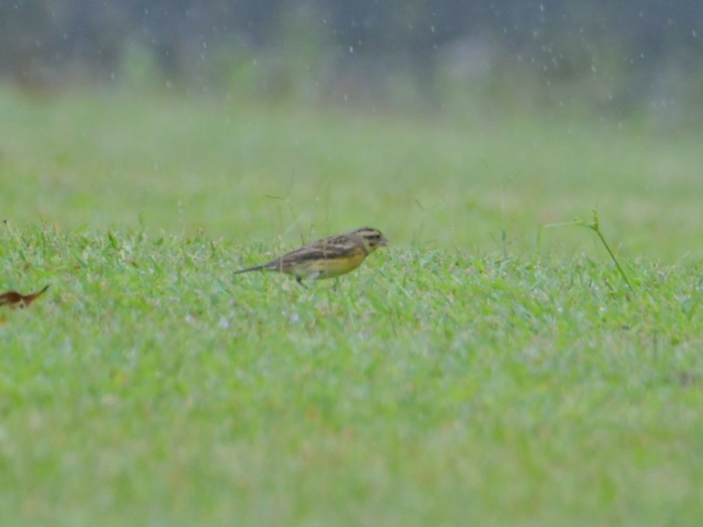 シマアオジ - ML644368739