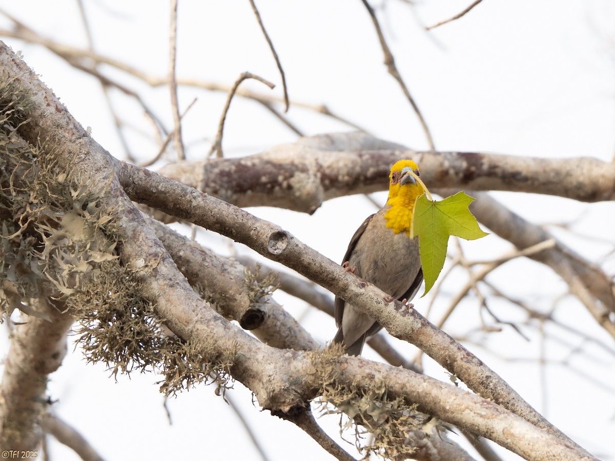 Sakalava Weaver - ML644368743