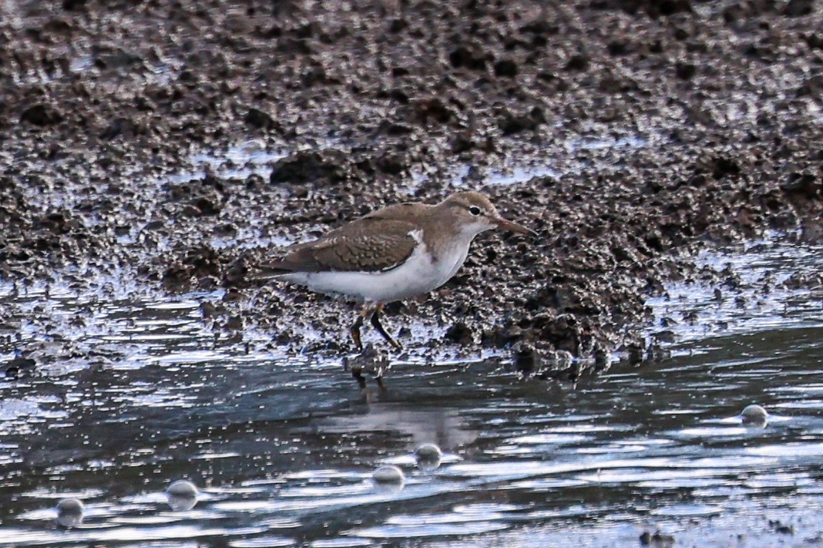 Spotted Sandpiper - ML644368745