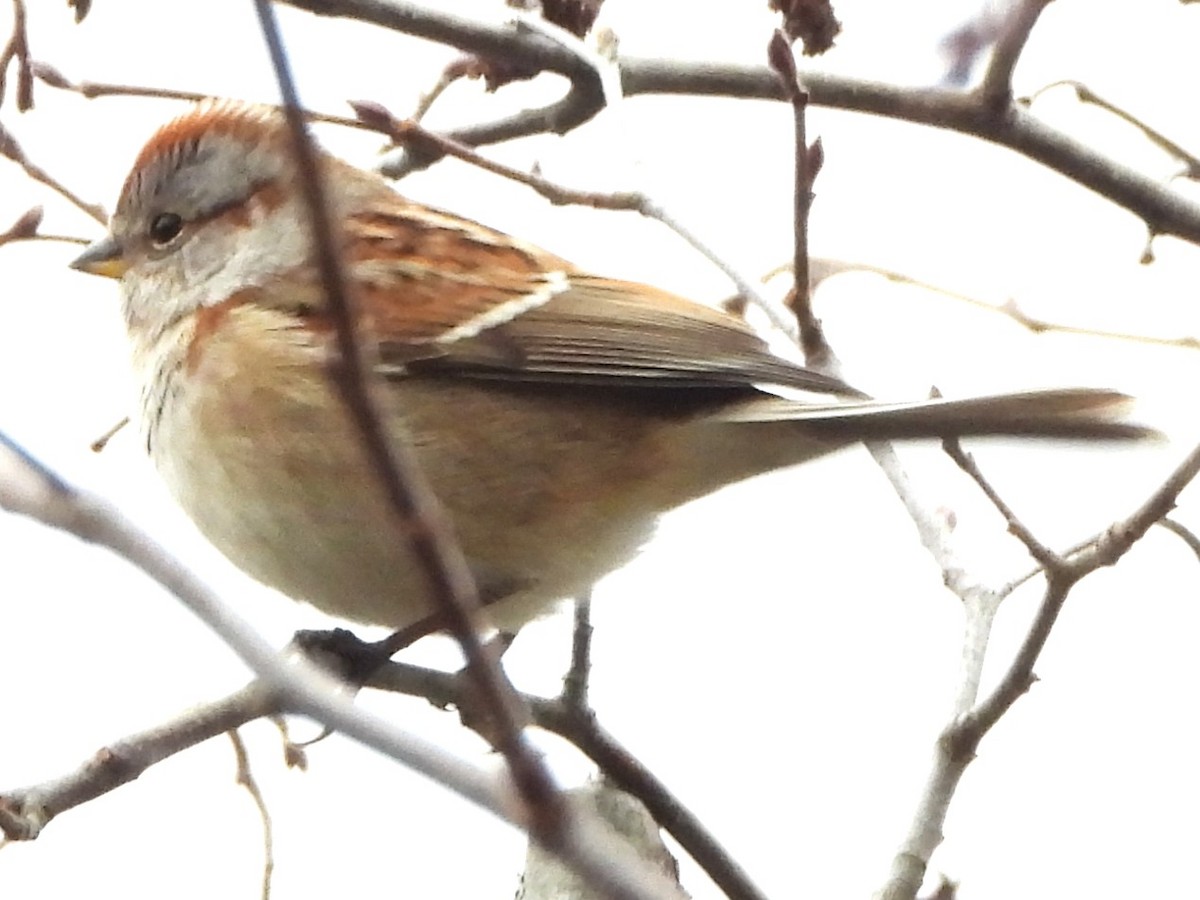 Пасовник північний - ML644368755