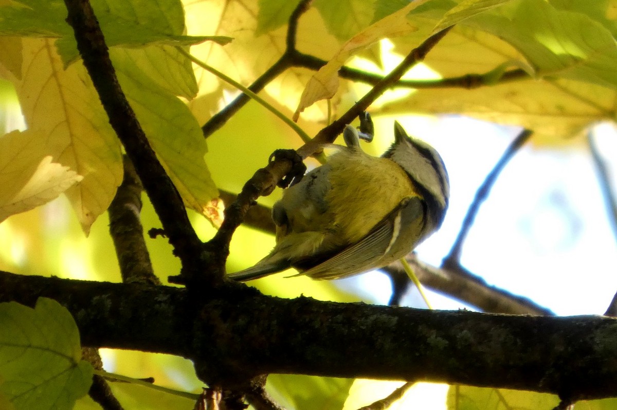 Eurasian Blue Tit - ML644368764