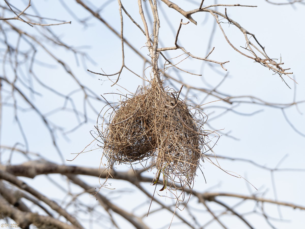 Sakalava Weaver - ML644368766