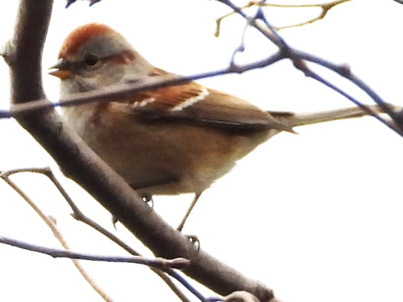 Пасовник північний - ML644368768