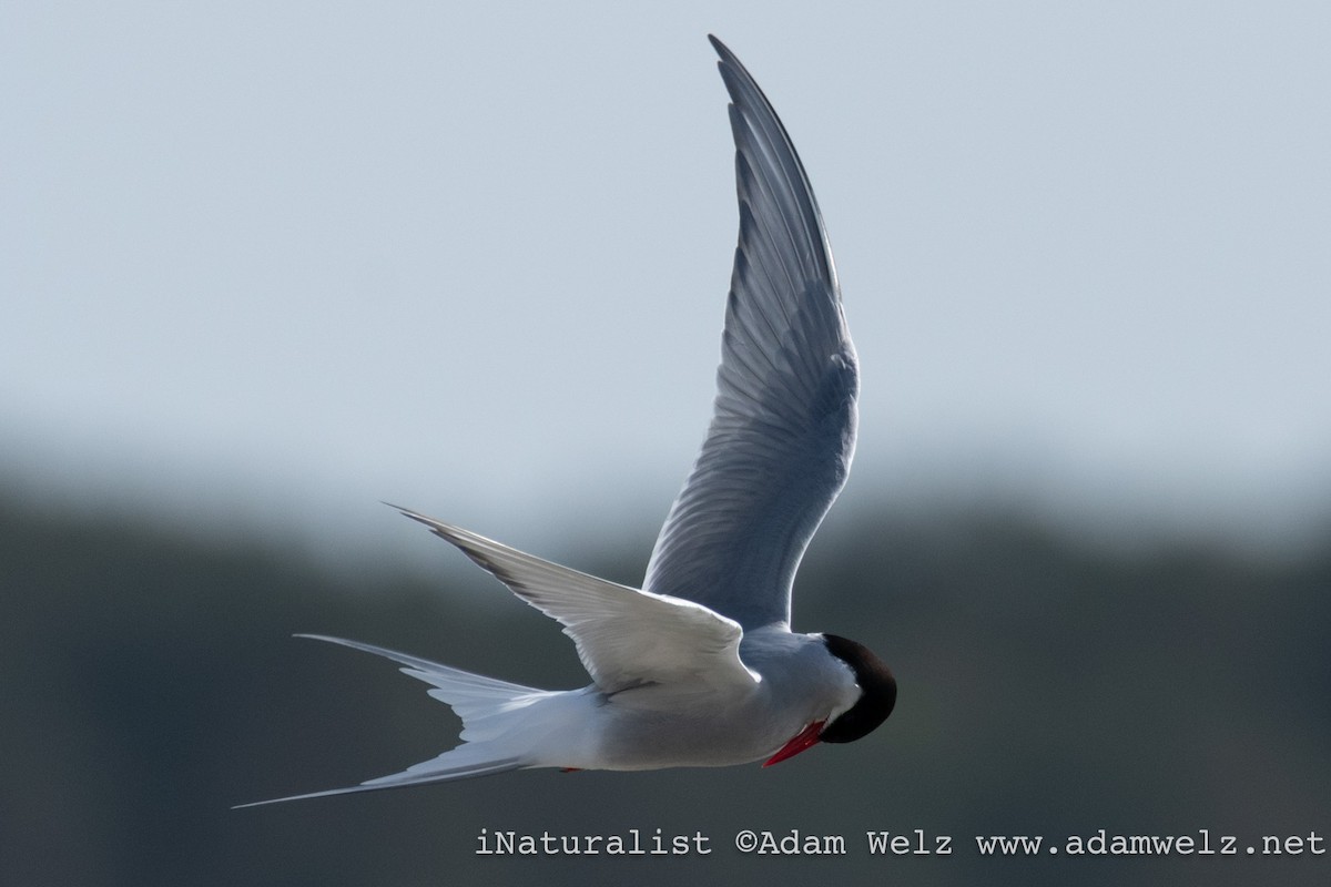 Arctic Tern - ML644368782