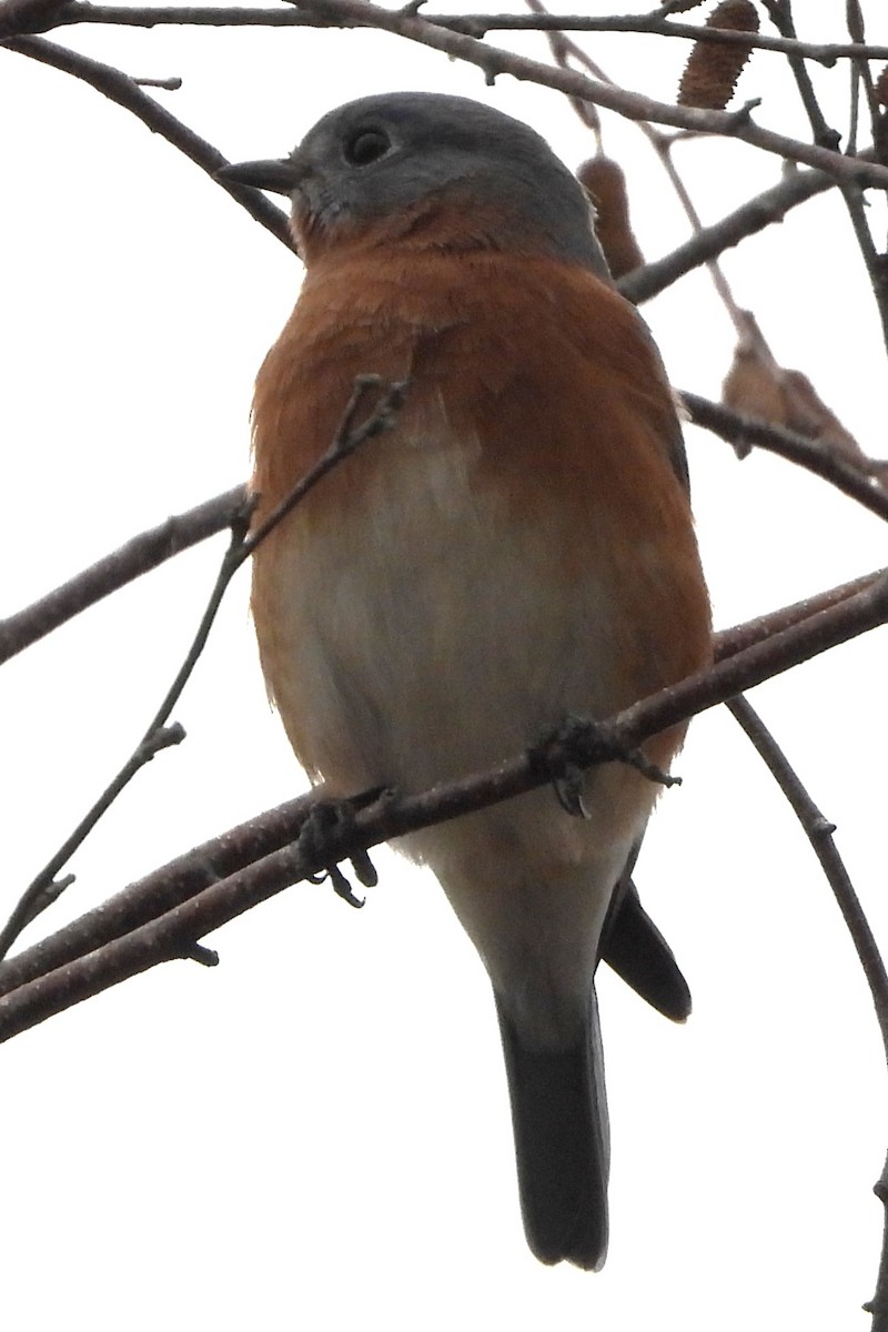 Eastern Bluebird - ML644368793