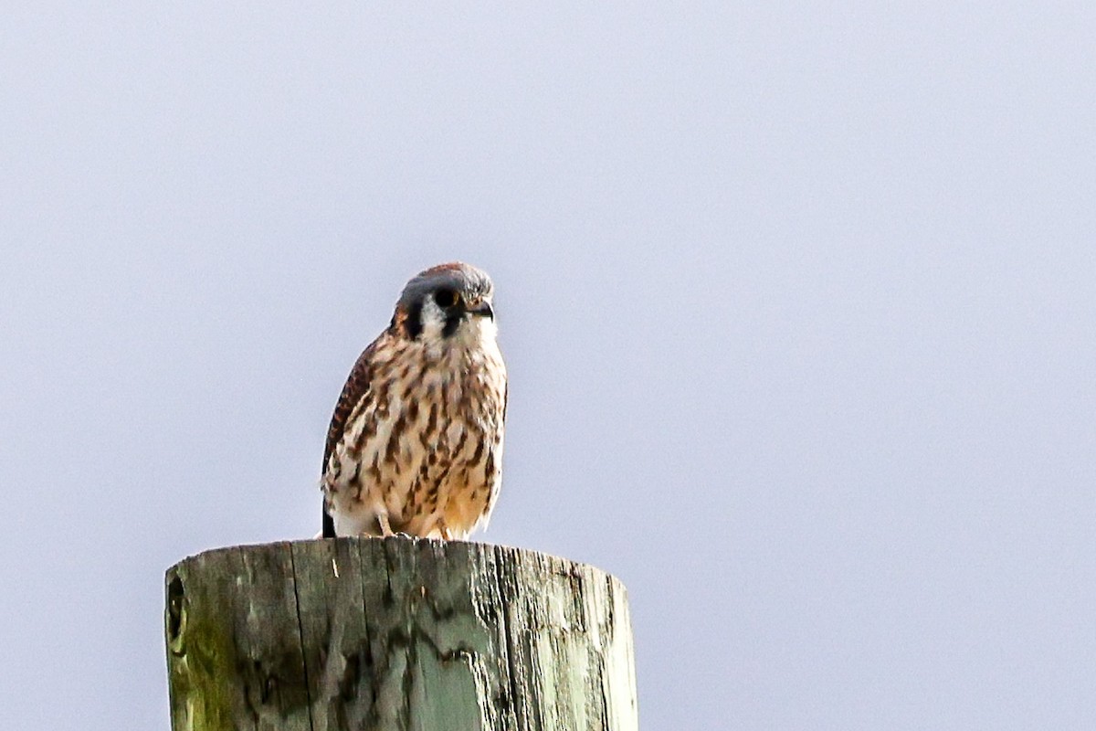 American Kestrel - ML644368797