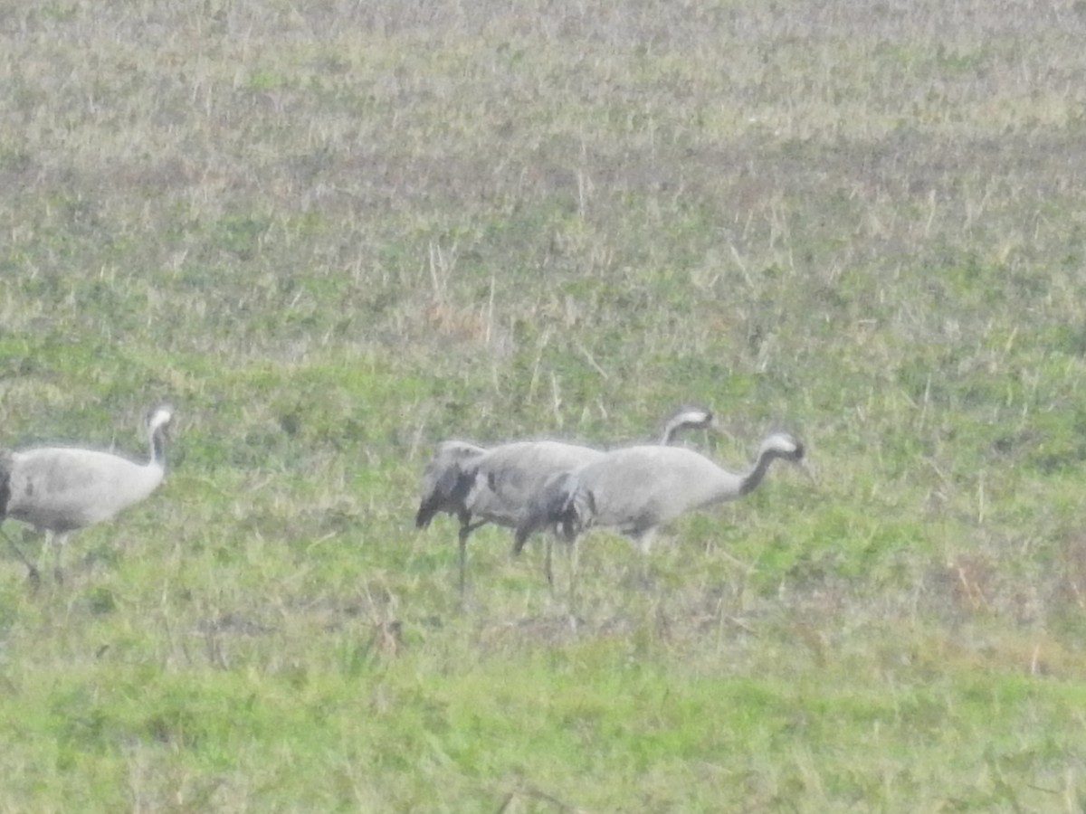 灰鶴 - ML644368798