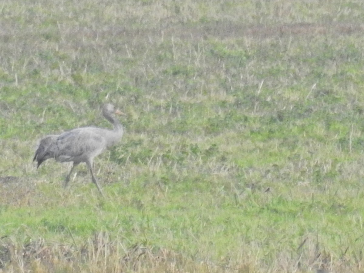 灰鶴 - ML644368799