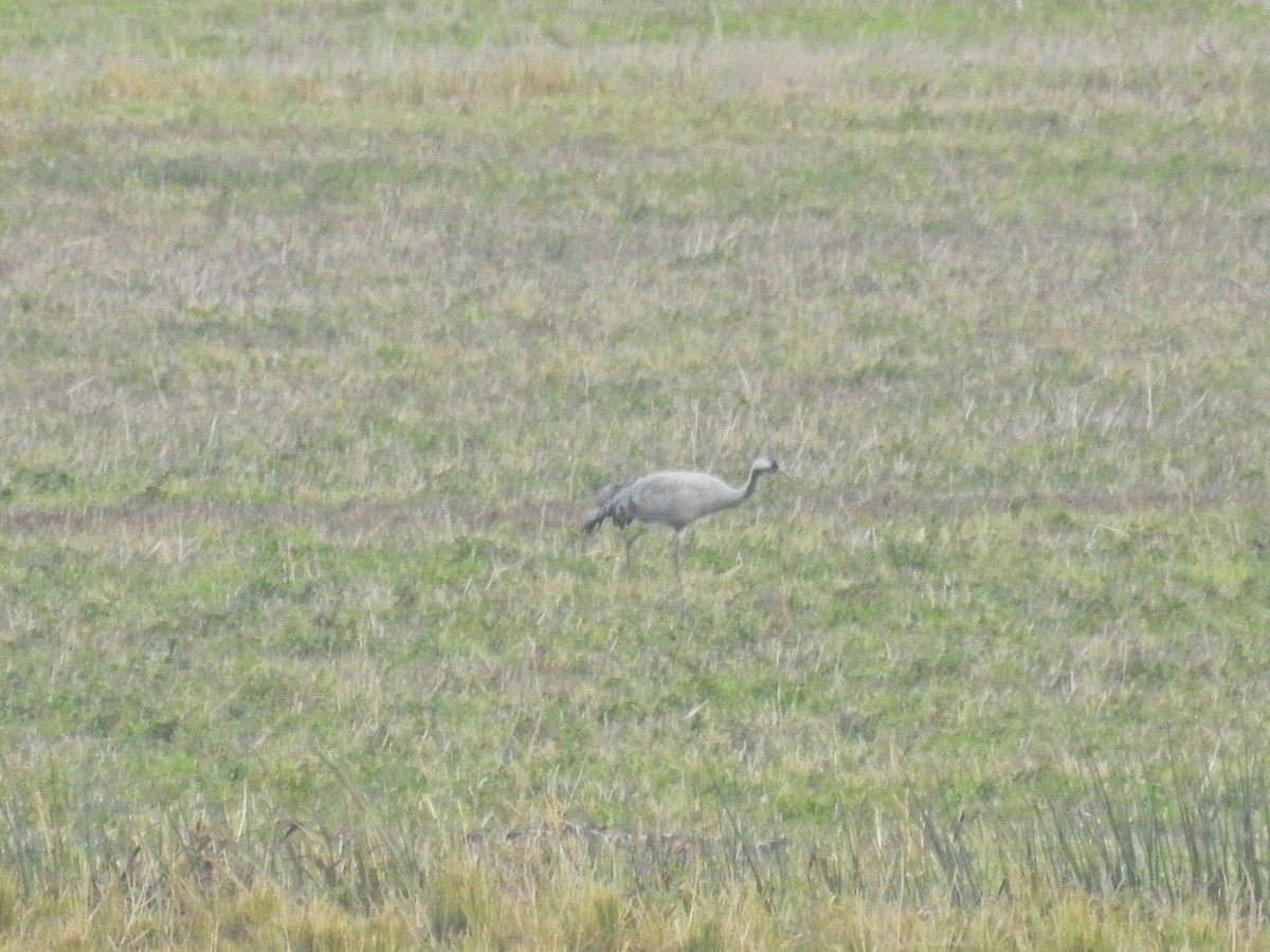 灰鶴 - ML644368800