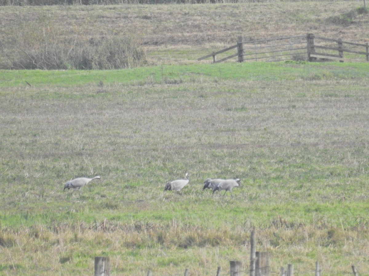 灰鶴 - ML644368801