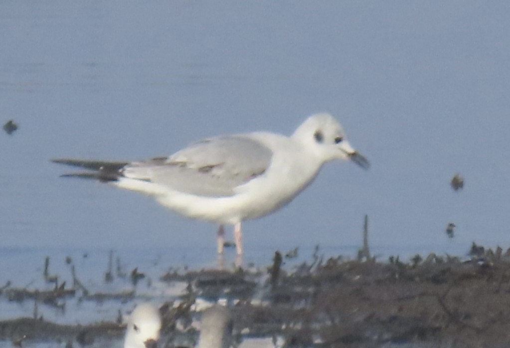 Bonaparte's Gull - ML644368802