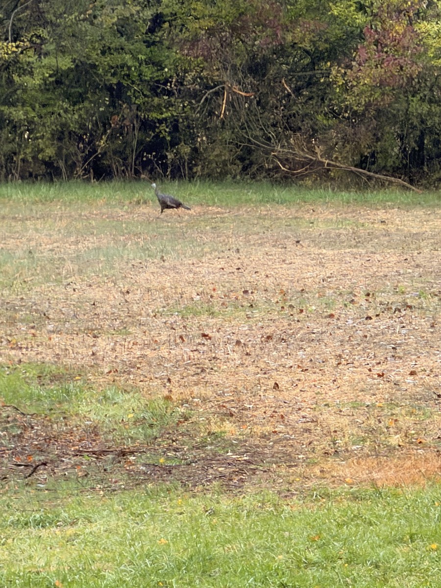 火雞 - ML644368803