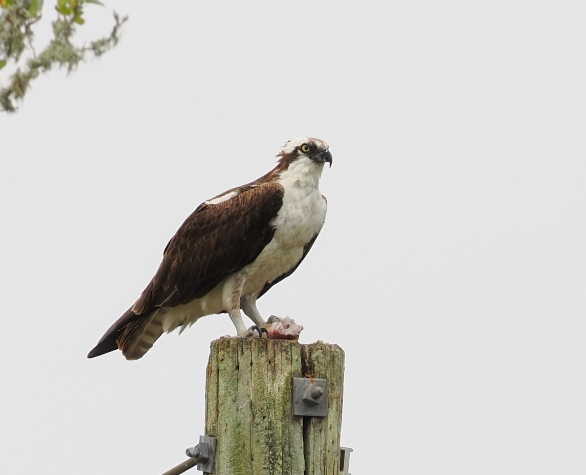 魚鷹 - ML644368805