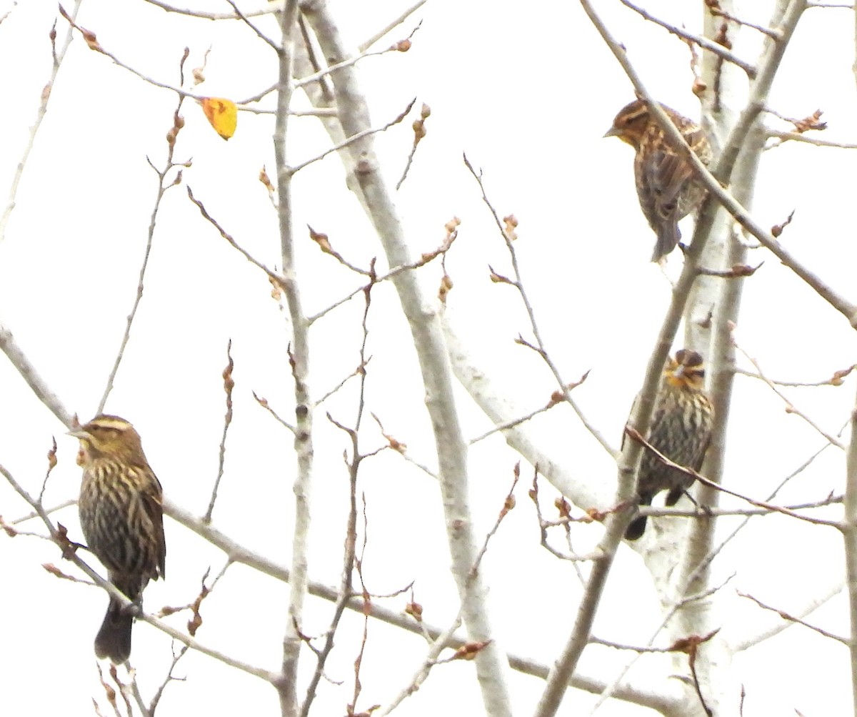 Red-winged Blackbird - ML644368806