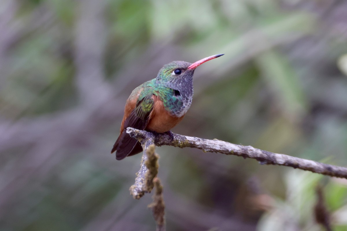 Amazilia Hummingbird - ML644368807
