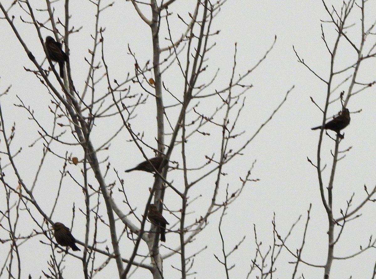 Red-winged Blackbird - ML644368812