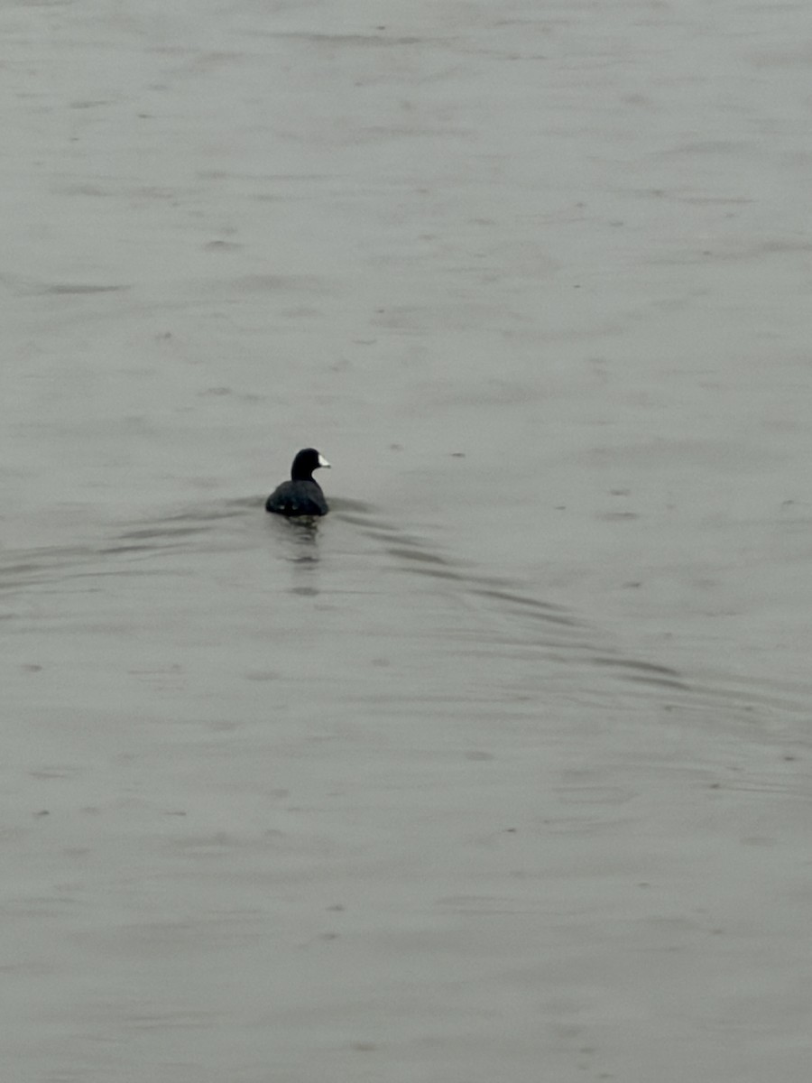 American Coot - ML644368815