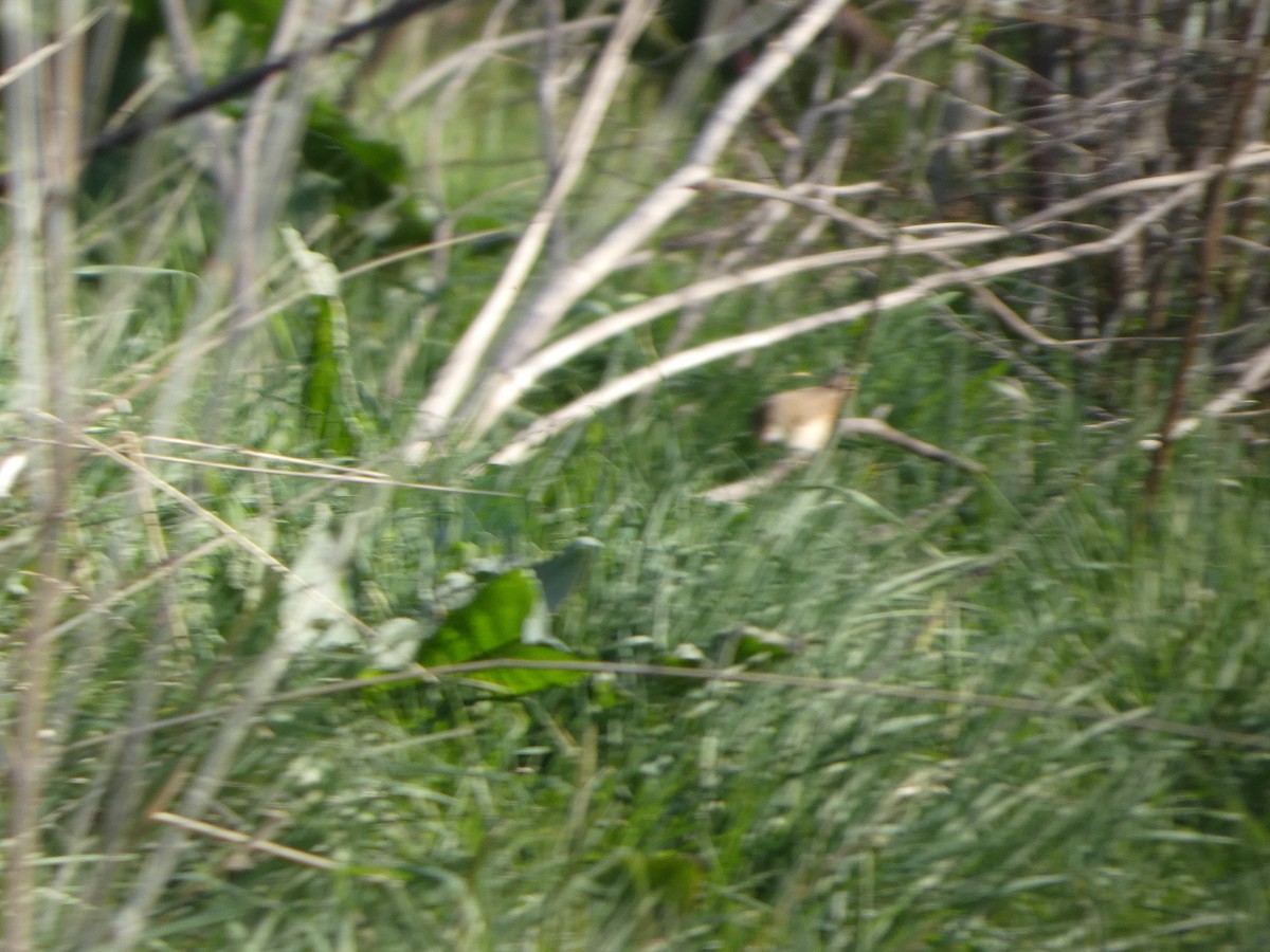 Australian Reed Warbler - ML644368816