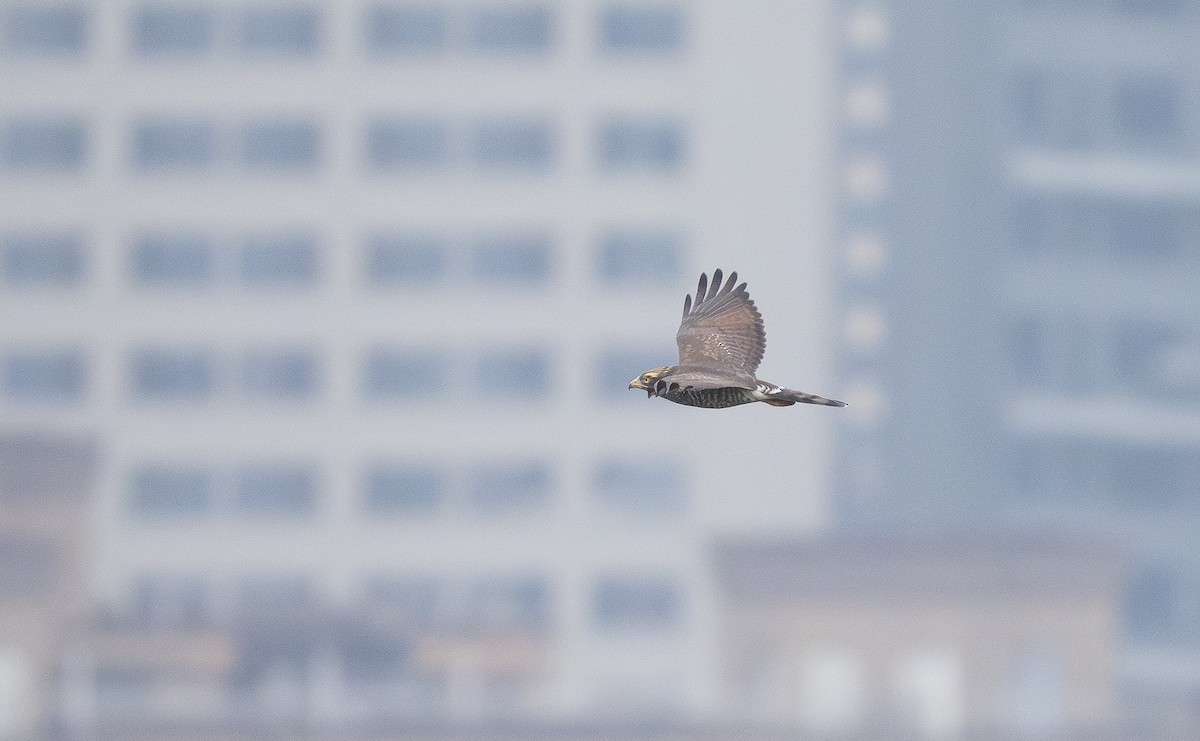 灰面鵟鷹 - ML644368817