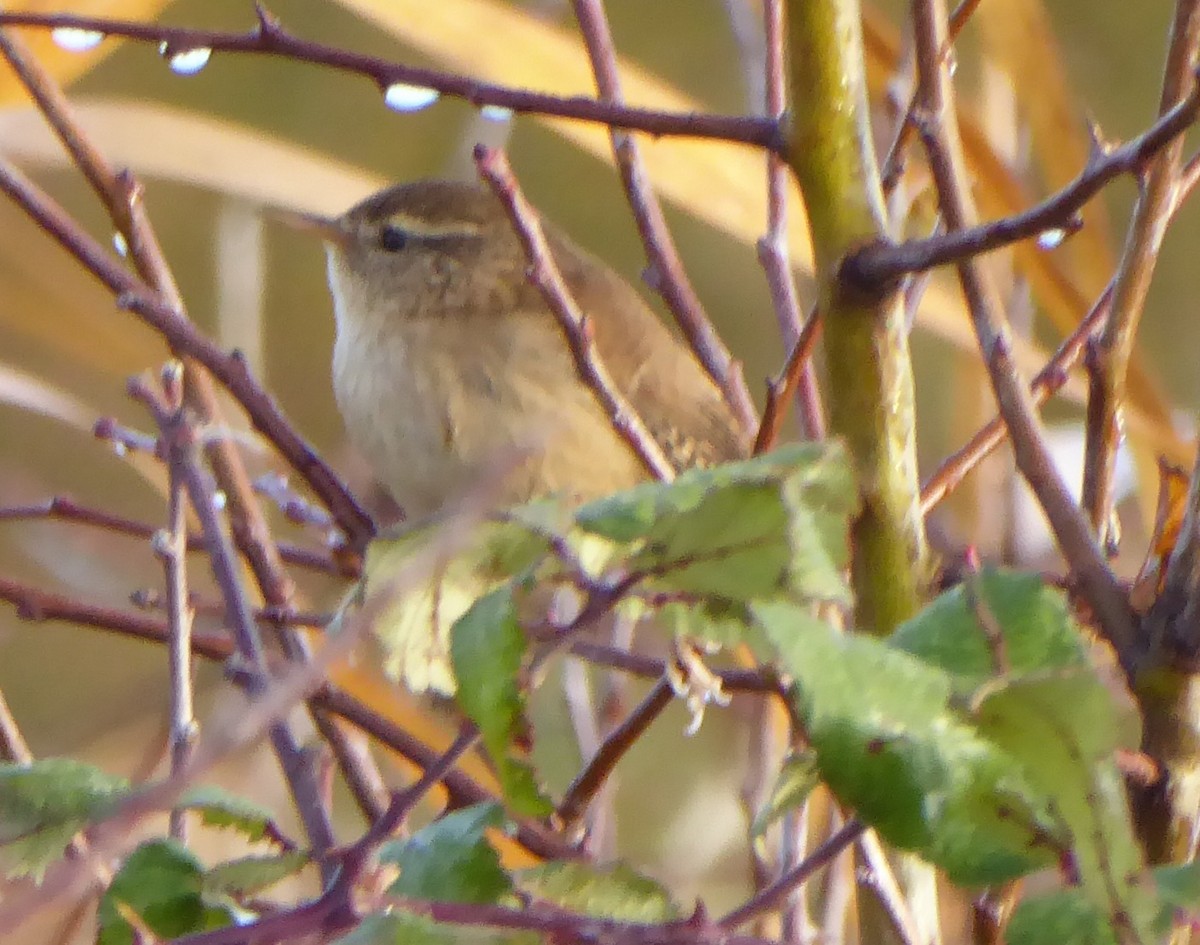 鷦鷯 - ML644368818