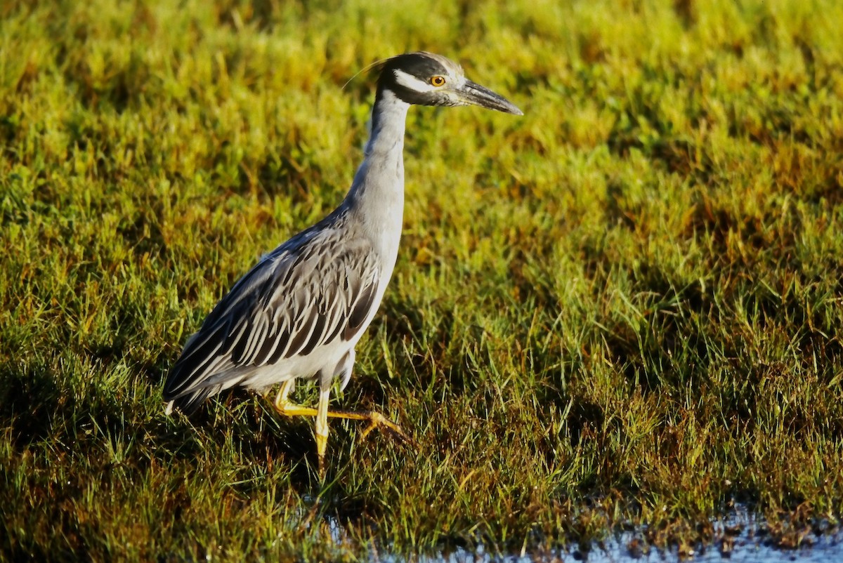 Yellow-crowned Night Heron - ML644368821