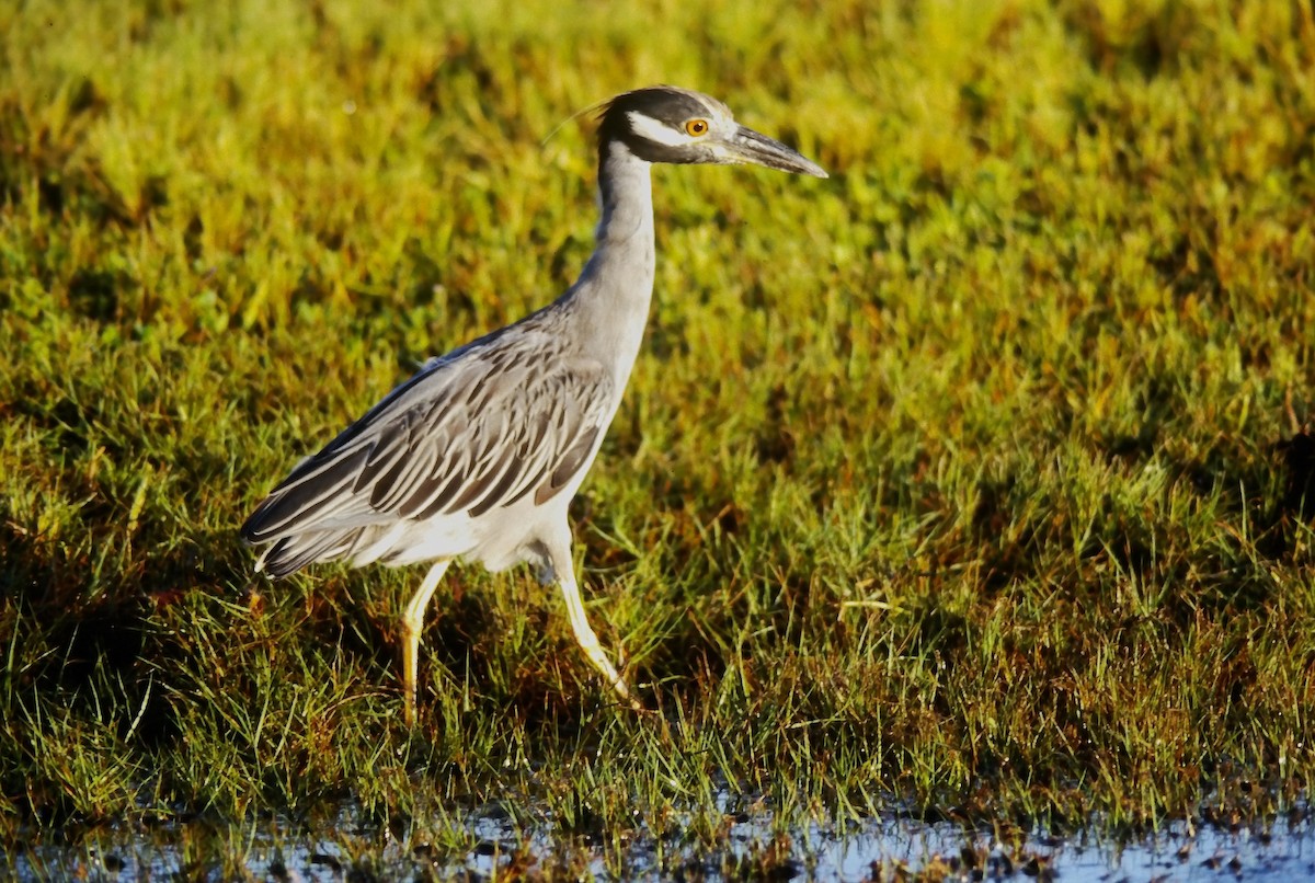 Yellow-crowned Night Heron - ML644368822