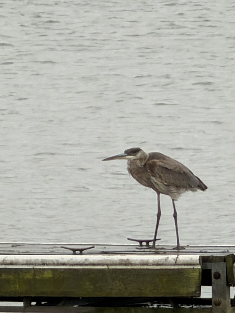 Great Blue Heron - ML644368823