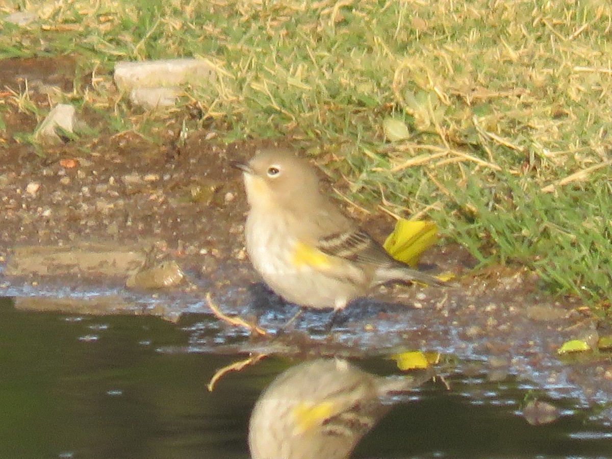 Yellow-rumped Warbler - ML644368824