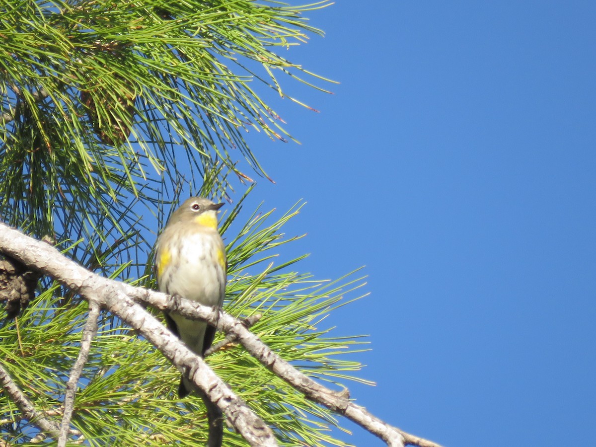 Yellow-rumped Warbler - ML644368825