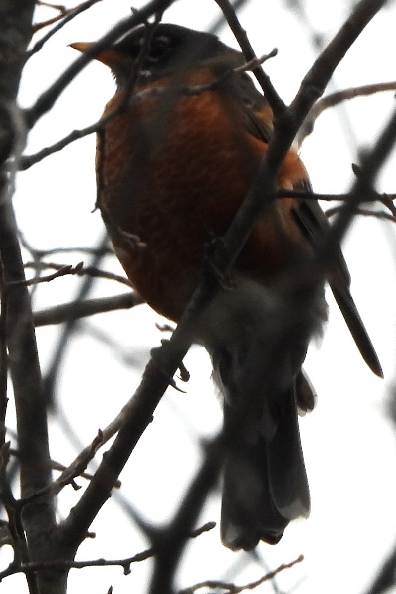 American Robin - ML644368826