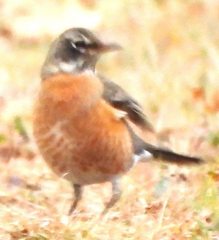 American Robin - ML644368829