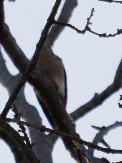 Great Spotted Woodpecker - ML644368830