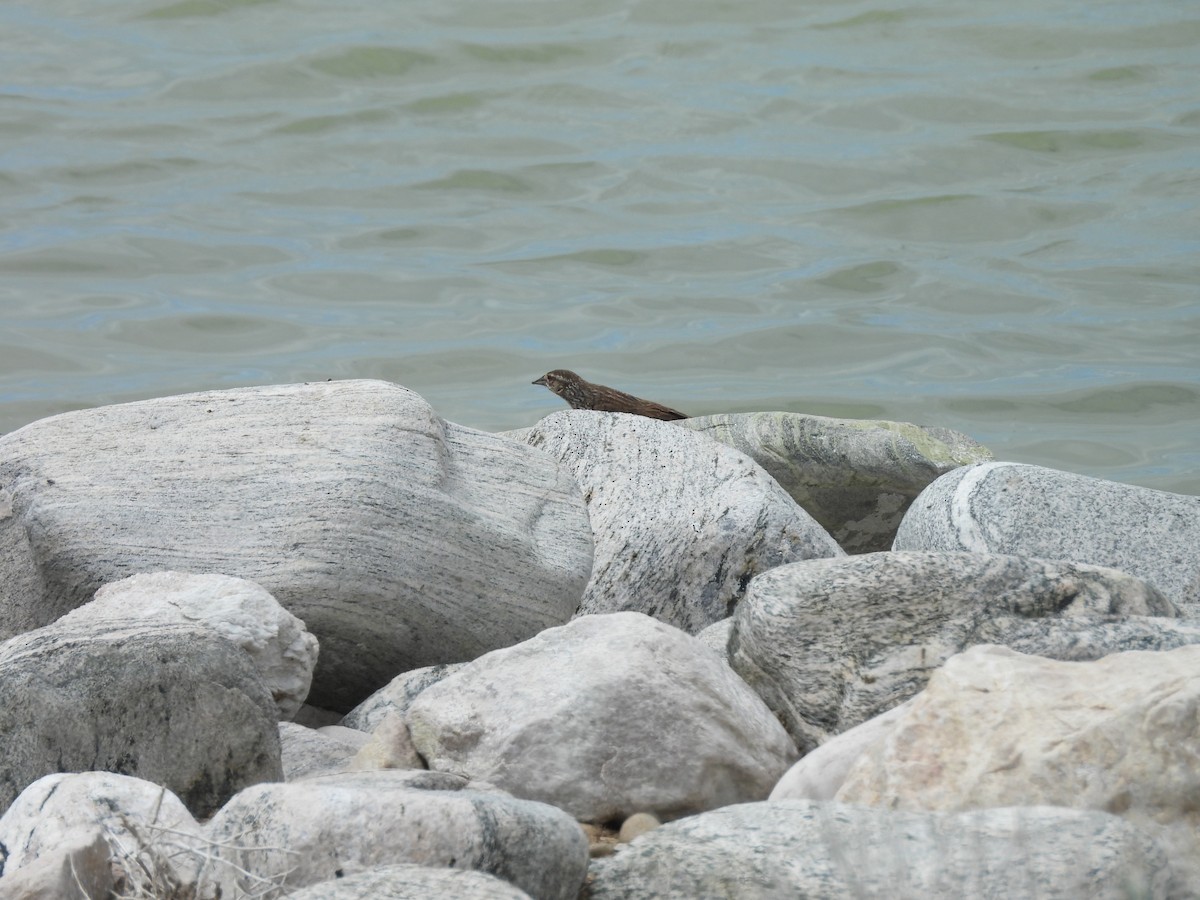 Red-winged Blackbird - ML644368831