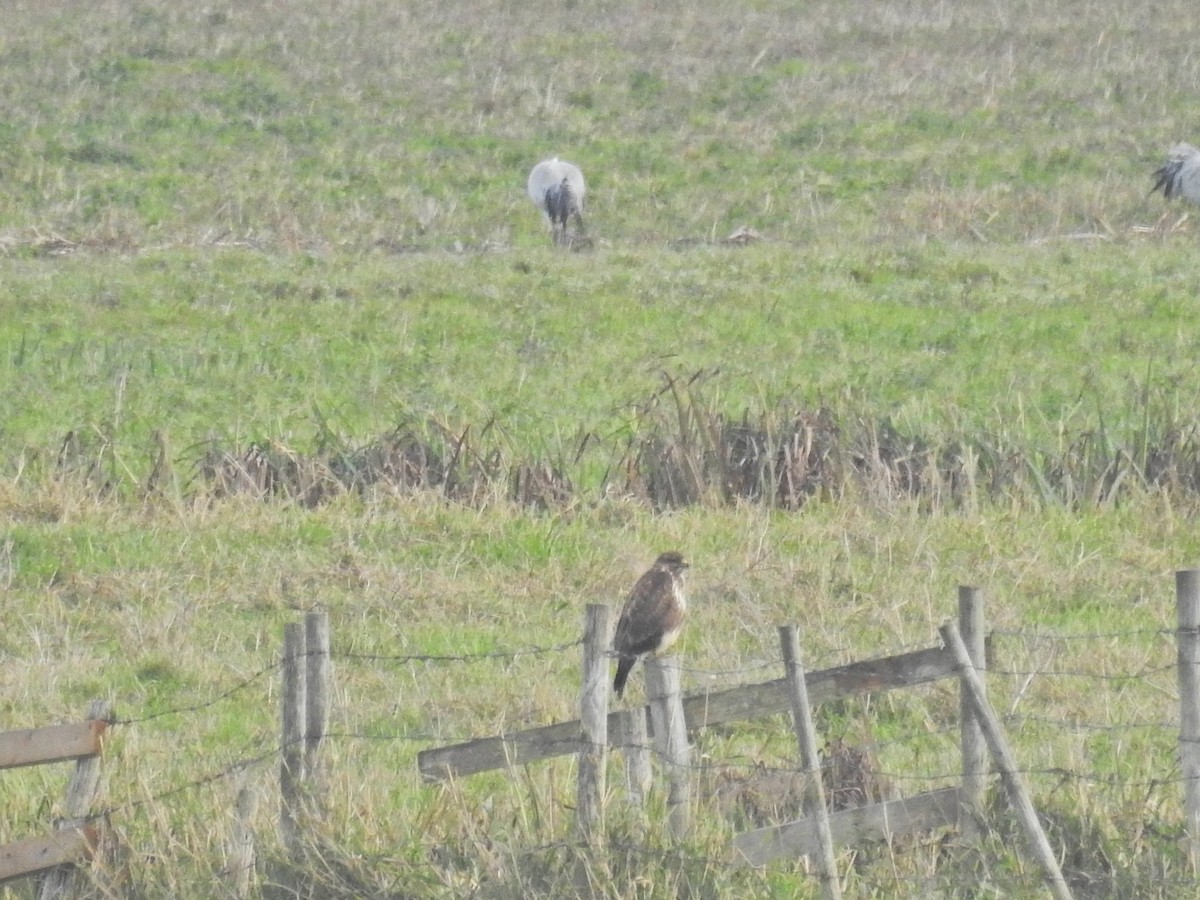 Common Buzzard - ML644368839