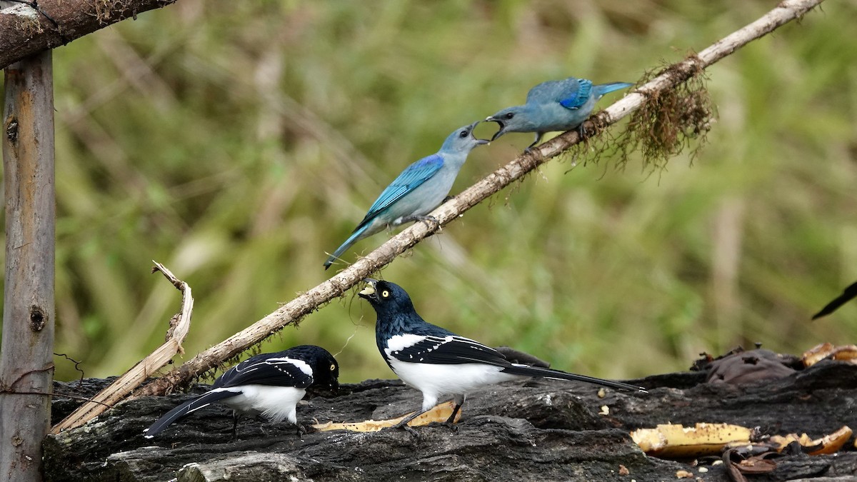Magpie Tanager - ML644368840