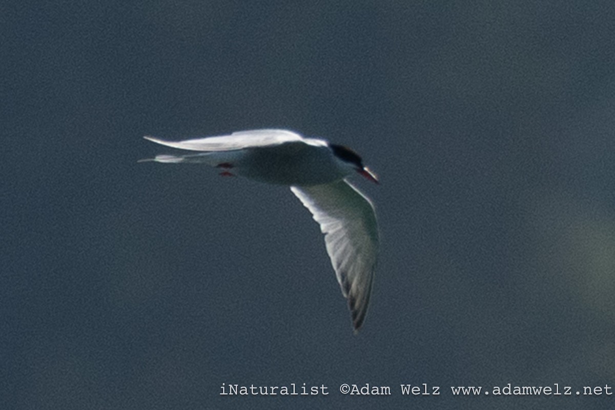 Речная крачка - ML644368845