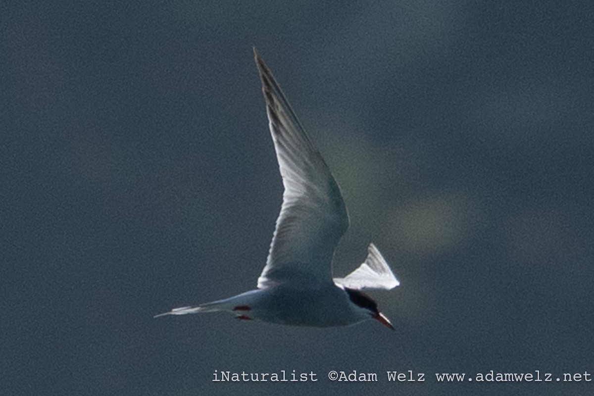 Речная крачка - ML644368846