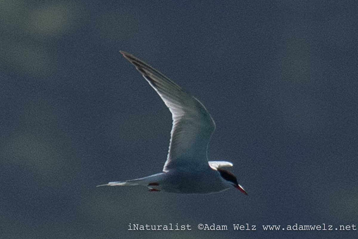 Речная крачка - ML644368847