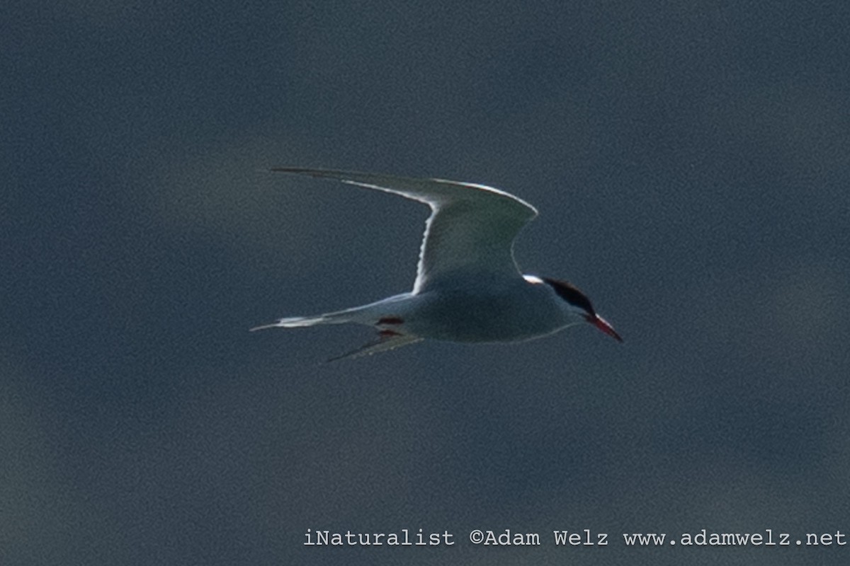 Речная крачка - ML644368848