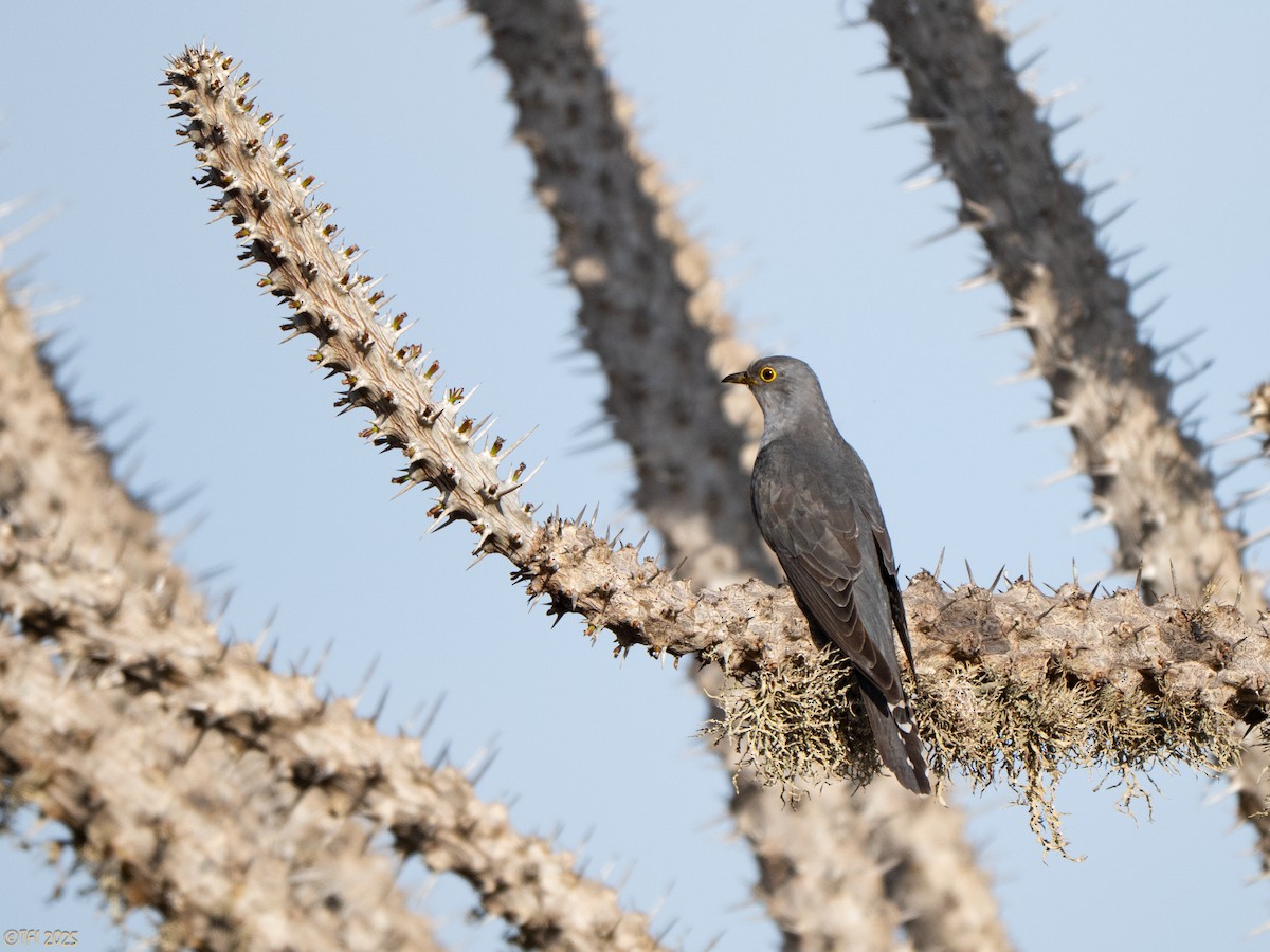 Madagascar Cuckoo - ML644368853