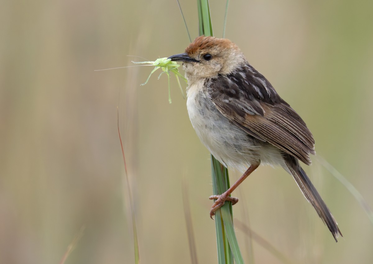 Levaillant's Cisticola - ML644368855
