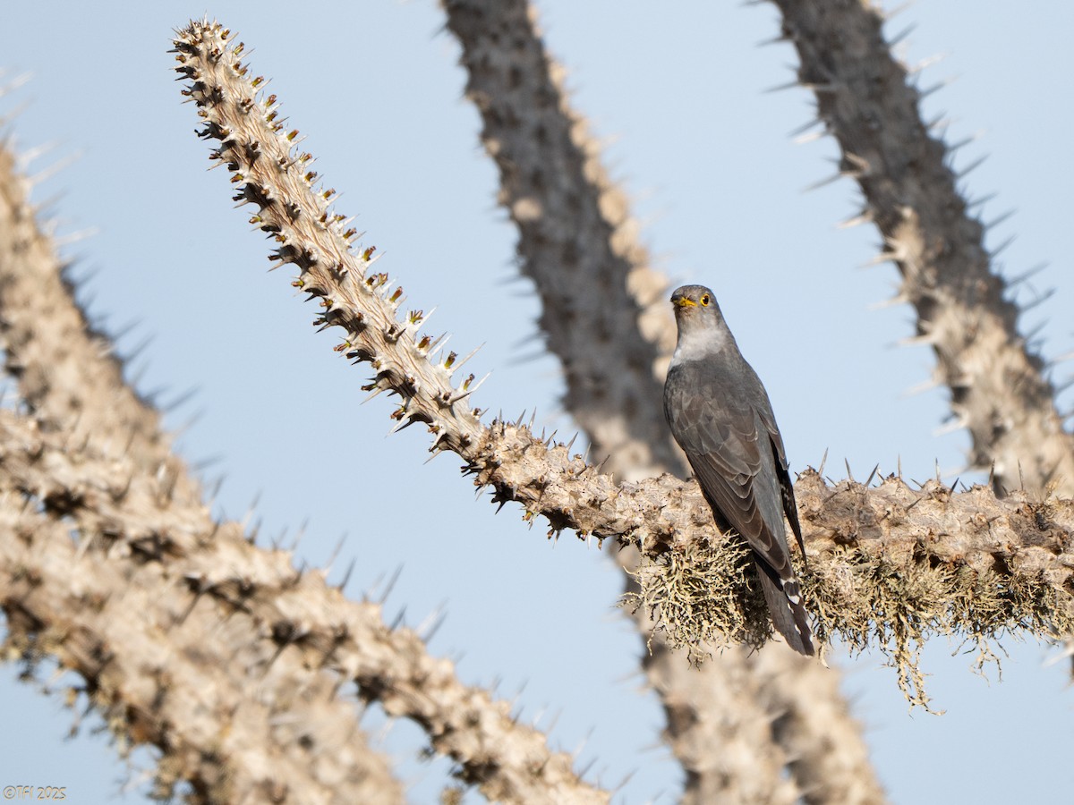 Madagascar Cuckoo - ML644368857