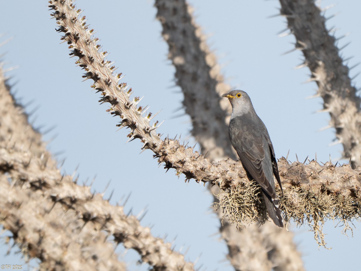 Madagascar Cuckoo - ML644368860