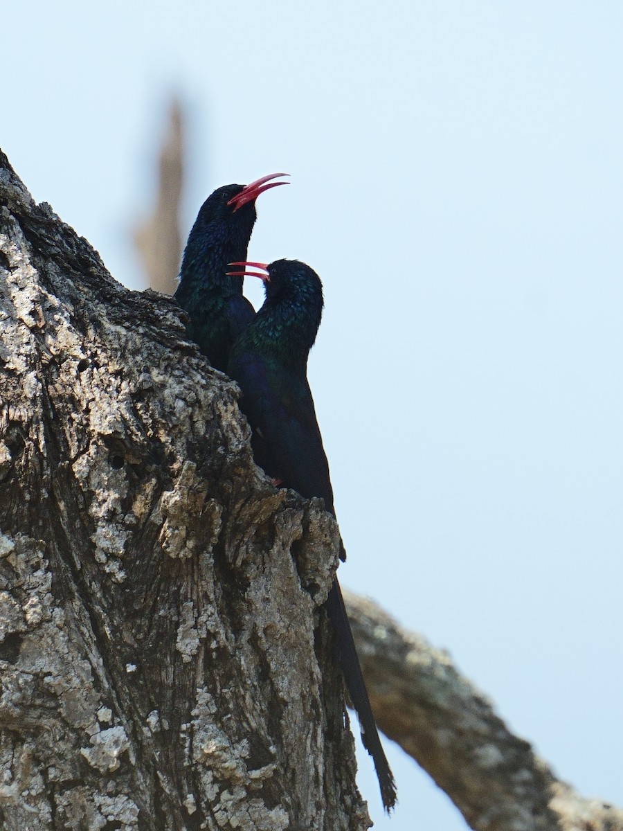 Слотняк пурпуровий - ML644368864