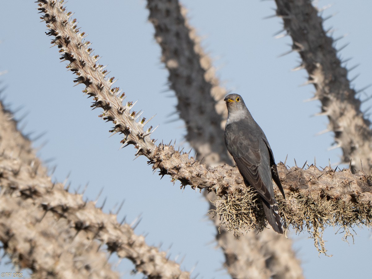Madagascar Cuckoo - ML644368865