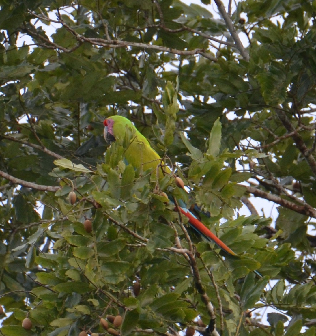 Great Green Macaw - ML644368883