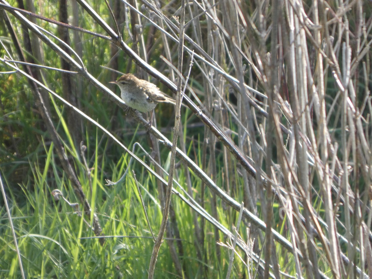 Little Grassbird - Mike Tuer